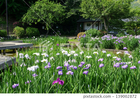 Shiroyama Iris Garden in Iwakuni 139002872