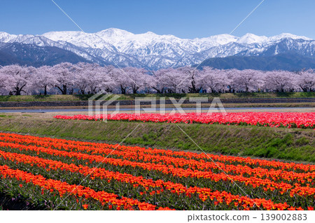 Tulips and cherry trees along the Asahi Funakawa River 139002883