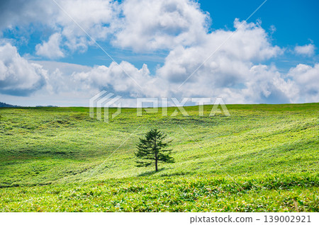美之原高原:海拔2000公尺的草原。 美之原高原:海拔2000公尺的草原。 139002921