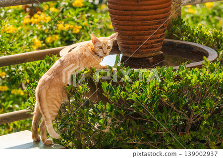 Ginger cat drinking water from garden fountain surrounded by green plants Ginger cat drinking water from garden fountain surrounded by green plants 139002937