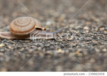 Snail crawling on asphalt road macro closeup with shallow depth of field Snail crawling on asphalt road macro closeup with shallow depth of field 139002938