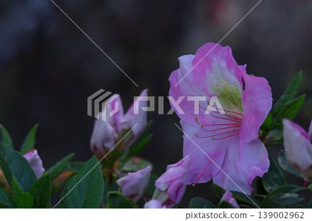 Blooming passion flower Blooming passion flower 139002962