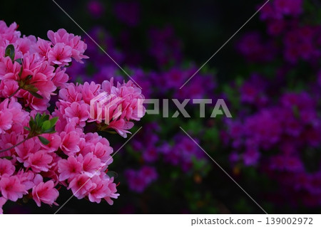 盛開的激情花 139002972
