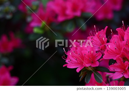 Blooming passion flower Blooming passion flower 139003005