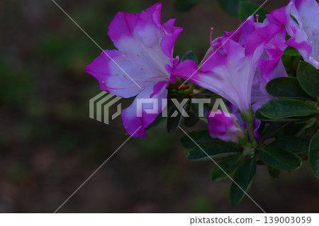 盛開的激情花 盛開的激情花 139003059