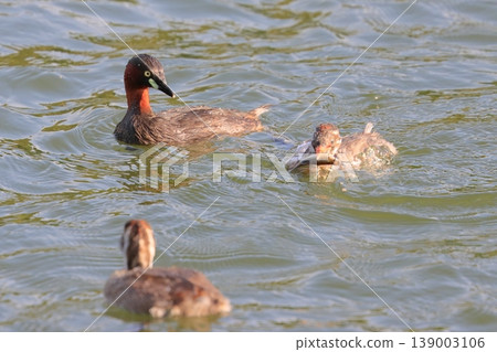 Grebe's parent and child Grebe's parent and child 139003106