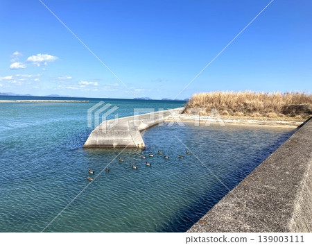 一群海鳥漂浮在平靜的海面上(今治) 一群海鳥漂浮在平靜的海面上(今治) 139003111