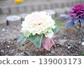 開花在花床上的牡丹 139003173