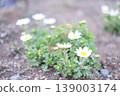 開花在花壇的瑪格麗特 139003174