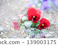 花壇裡盛開著紅色的三色堇。 139003175