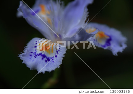 無核花 139003186