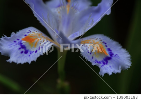 無核花 139003188