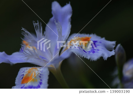 無核花 139003190