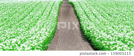An image of a flowering potato field seen in the Tokachi region of Hokkaido during the summer. An image of a flowering potato field seen in the Tokachi region of Hokkaido during the summer. 139003213
