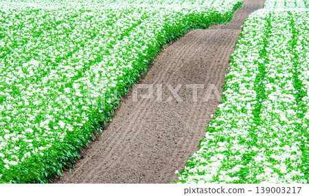 An image of a flowering potato field seen in the Tokachi region of Hokkaido during the summer. An image of a flowering potato field seen in the Tokachi region of Hokkaido during the summer. 139003217