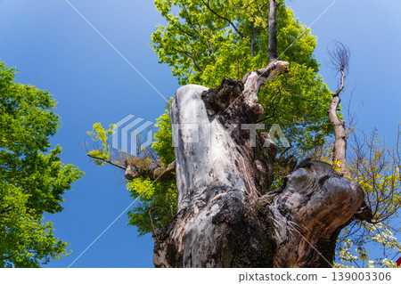 Springtime in the background of an old tree against a blue sky Springtime in the background of an old tree against a blue sky 139003306
