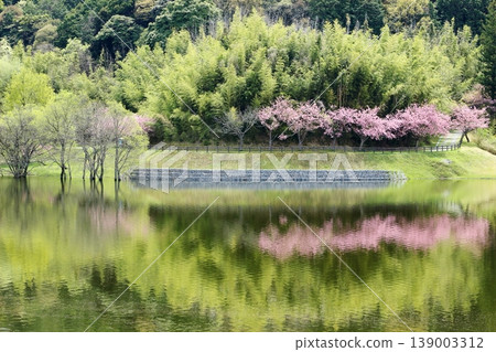 日之川水壩周圍步道旁盛開的重瓣櫻花,倒映在水面上,美不勝收。 日之川水壩周圍步道旁盛開的重瓣櫻花,倒映在水面上,美不勝收。 139003312