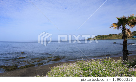 一個晴天的海岸 一個晴天的海岸 139003336