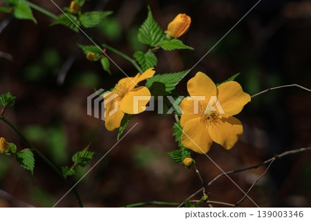 Blooms in bright golden color Blooms in bright golden color 139003346