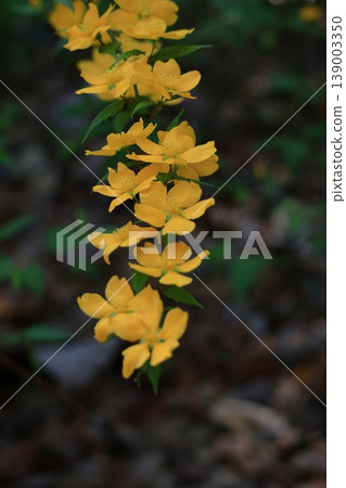 Blooms in bright golden color Blooms in bright golden color 139003350
