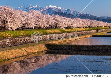 夕陽映照下的櫻花樹和白雪皚皚的山峰 139003397