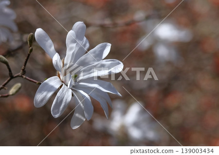 張開拳頭的白花 139003434