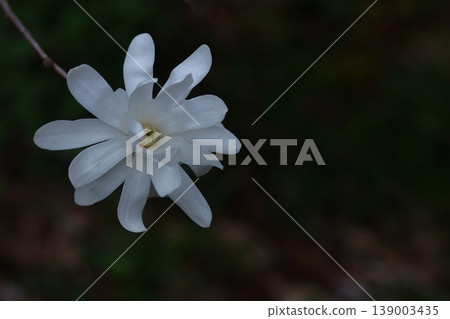 White flower with open fist White flower with open fist 139003435