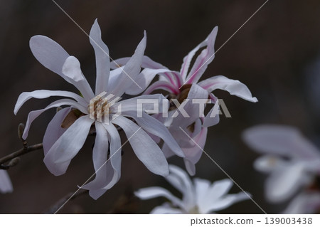 White flower with open fist White flower with open fist 139003438