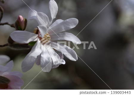 張開拳頭的白花 張開拳頭的白花 139003443