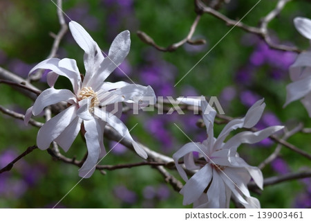 張開拳頭的白花 張開拳頭的白花 139003461