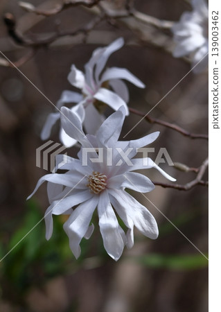 張開拳頭的白花 139003462