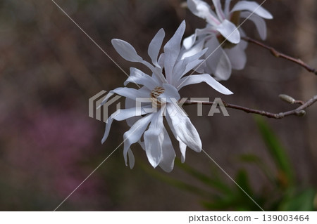 張開拳頭的白花 139003464