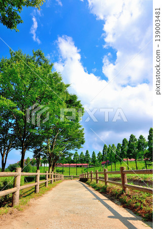 A view of a walking path surrounded by fresh greenery and a blue sky. 139003481