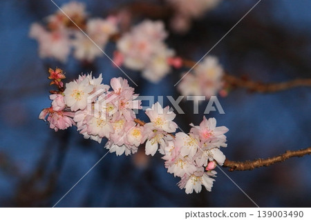 October cherry blossoms, October cherry blossoms that bloom twice October cherry blossoms, October cherry blossoms that bloom twice 139003490