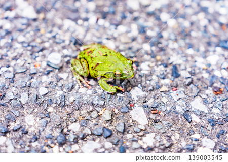 A tree frog on the asphalt [Image of the rainy season] 139003545