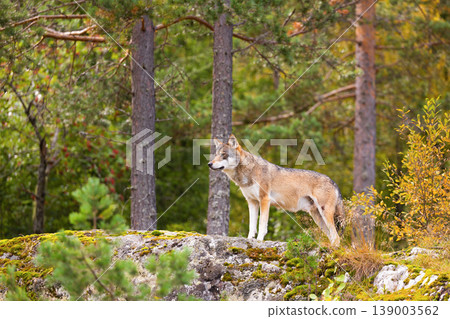Alert wolf standing on mossy rock in Scandinavian forest during autumn Alert wolf standing on mossy rock in Scandinavian forest during autumn 139003562
