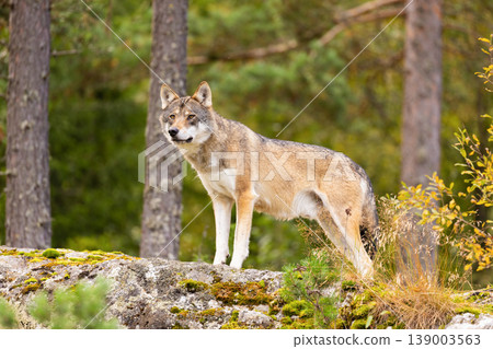 Alert wolf standing on mossy rock in Scandinavian forest 139003563