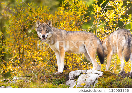 Two wolves in autumn forest with golden foliage and mossy rocks 139003566