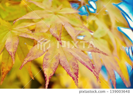 The Nomura maple trees in Ito Hirobumi Memorial Park, with their leaves turning red. 139003648