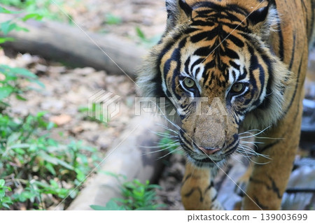 tiger tiger sumatran tiger tiger 139003699