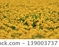 Yellow carpet 139003737