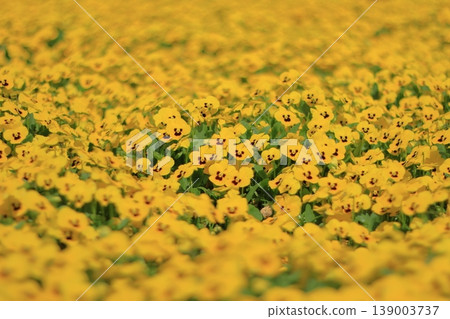 Yellow carpet 139003737