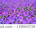 purple 139003738