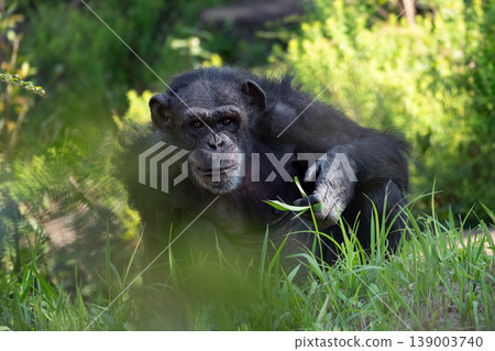 Image of a chimpanzee sitting in a grassland Image of a chimpanzee sitting in a grassland 139003740
