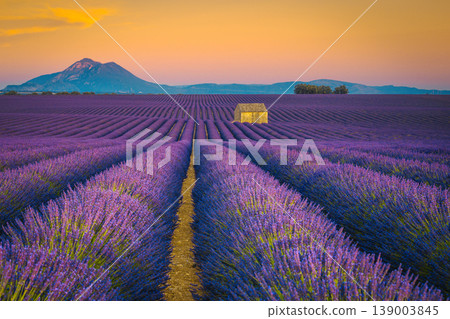 Ruined farm house on the lavender field in Provence, France Ruined farm house on the lavender field in Provence, France 139003845