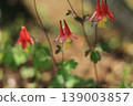 trio. 139003857