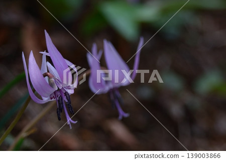 Satoyama fairy 139003866