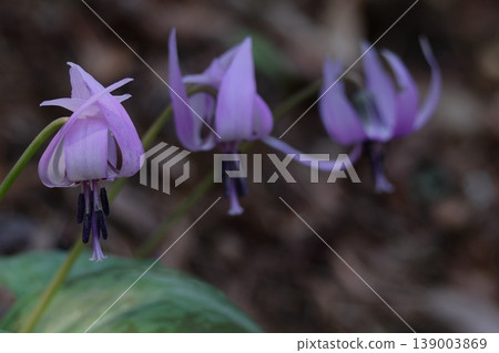 Satoyama fairy 139003869