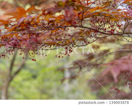 楓樹上盛開的紅花 139003878