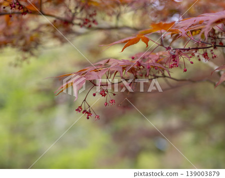 楓樹上盛開的紅花 楓樹上盛開的紅花 139003879
